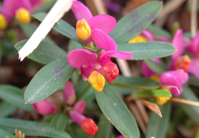 Polygaloides (=Polygala) chamaebuxus / Poligala falso-bosso